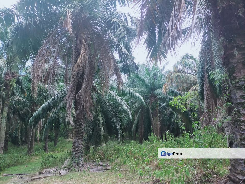 Masjid Tanah Oil Palm Land, Melaka, Alor Gajah
