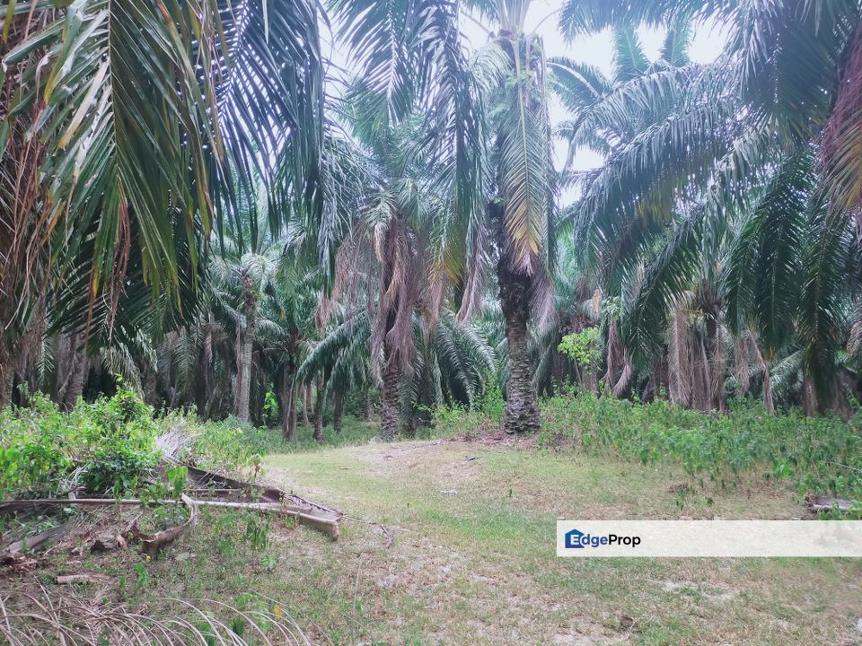 Masjid Tanah Oil Palm Land, Melaka, Alor Gajah