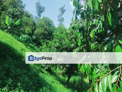 Raub Kampung Tras Durian Plantation, Pahang, Sega