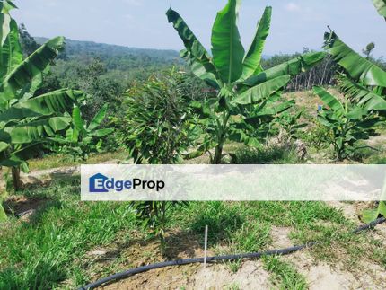 Raub Gesing Durian Plantation, Pahang, Sega