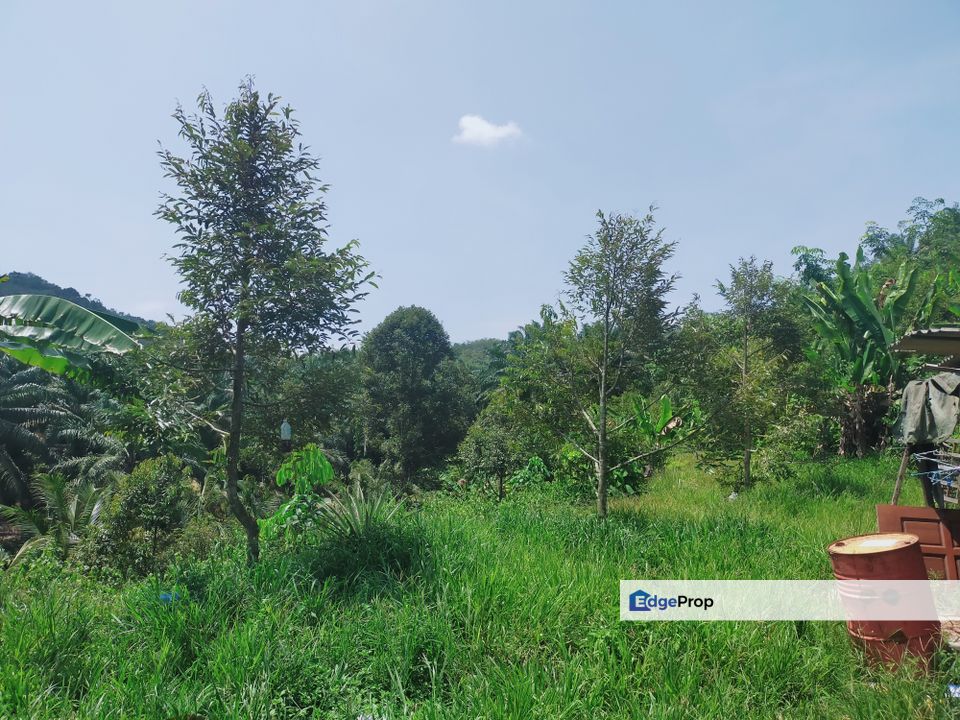 Karak Jalan Manchis Durian Plantation, Pahang, Karak