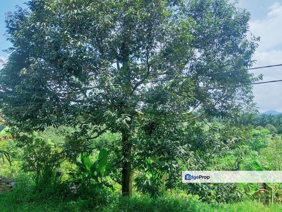 Karak Jalan Manchis Durian Plantation, Pahang, Karak