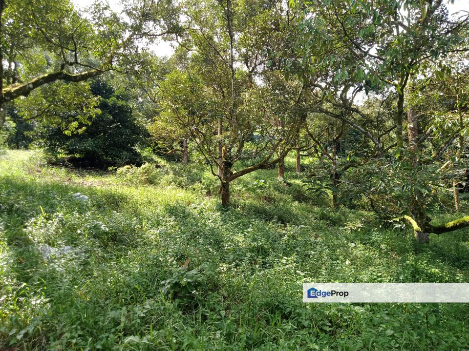 Karak Jalan Mancis Durian Plantation, Pahang, Karak