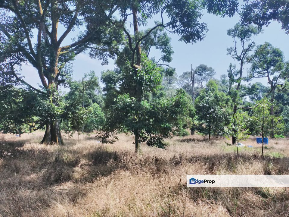 Karak Chinta Manis Durian Land, Pahang, Karak