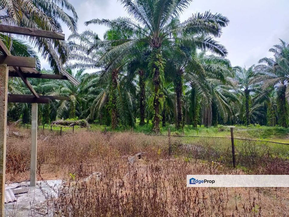 Pasir Panjang Oil Palm Plantation, Negeri Sembilan, Port Dickson