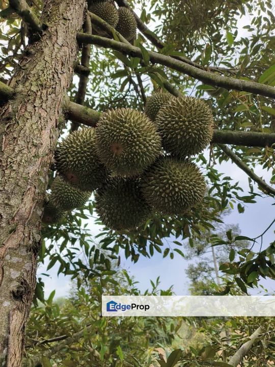 Lenggong Air Karah I Durian Land, Perak, Hulu Perak