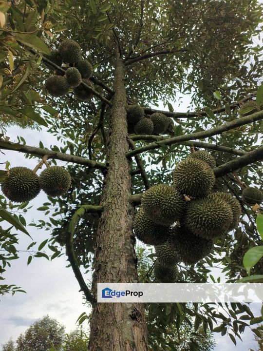 Lenggong Air Karah I Durian Land, Perak, Hulu Perak