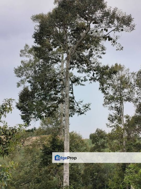 Lenggong Air Karah I Durian Land, Perak, Hulu Perak