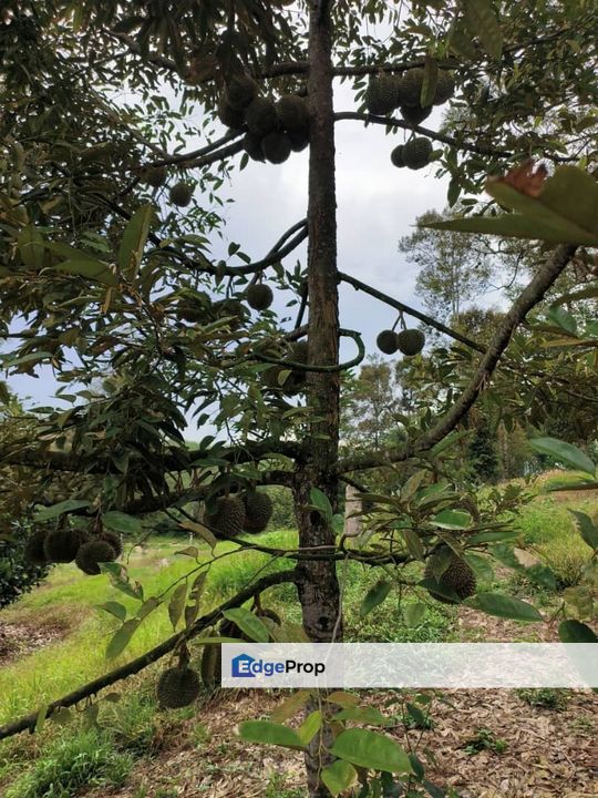 Lenggong Air Karah I Durian Land, Perak, Hulu Perak