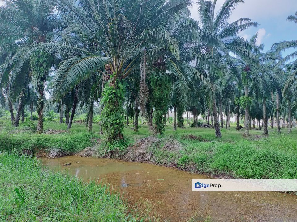 Bukit Badong Ijok Industrial Zoning Land, Selangor, Kuala Selangor