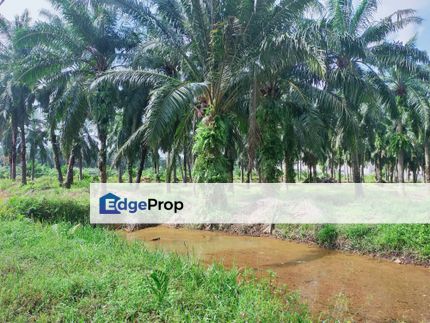 Bukit Badong Ijok Industrial Zoning Land, Selangor, Kuala Selangor