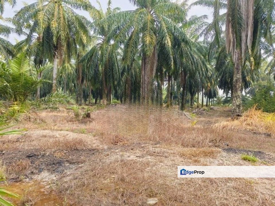 Sungai Pelek Sepang Industrial Zoning Land, Selangor, Sepang