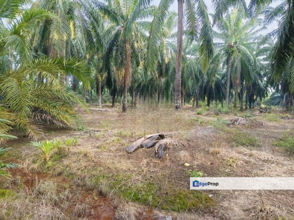 Sungai Pelek Sepang Industrial Zoning Land, Selangor, Sepang