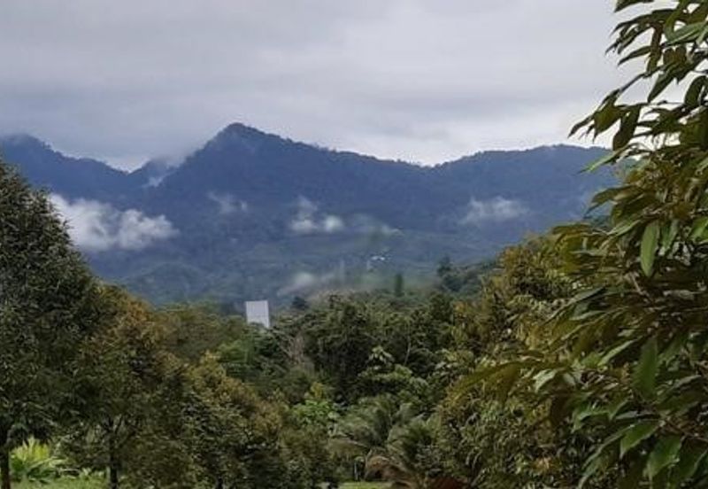 Karak Durian Land