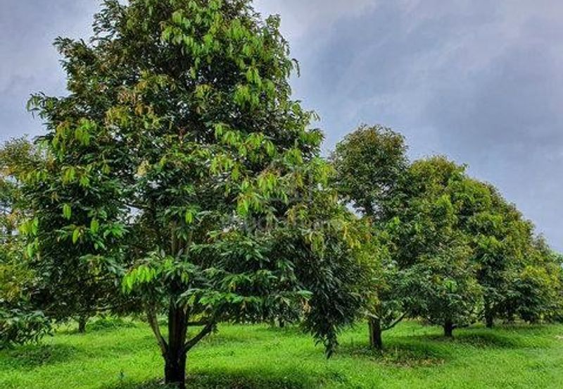 Karak Durian Land