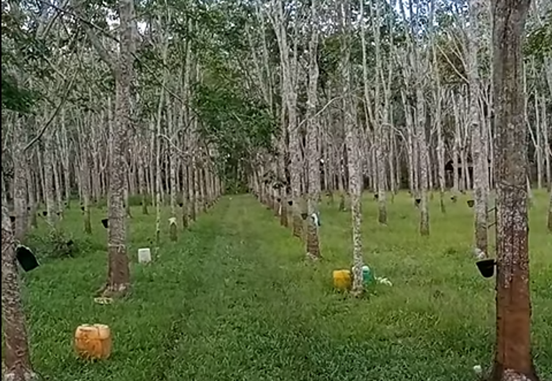 Tanah Getah @ Segamat