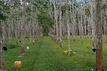 Tanah Getah @ Segamat