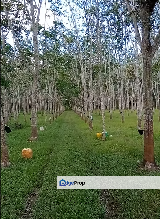 Segamat Rubber Plantation   , Johor, Segamat