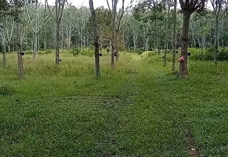 Tanah Getah @ Segamat