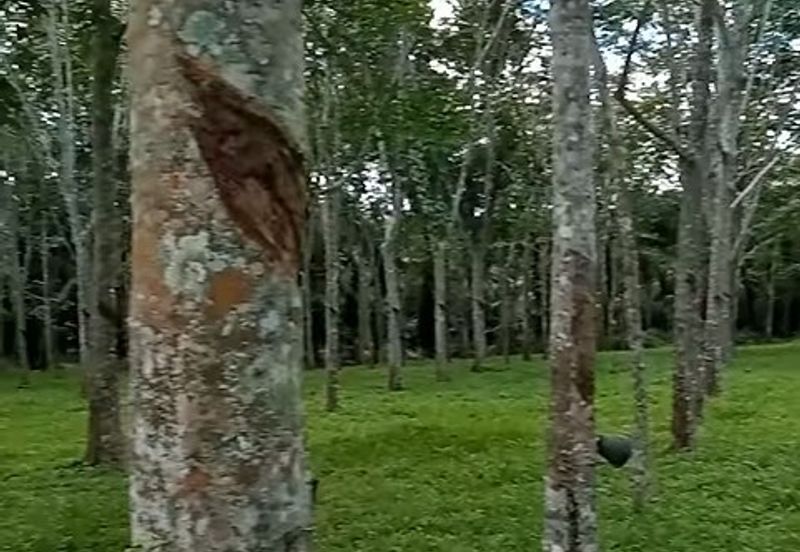 Tanah Getah @ Segamat