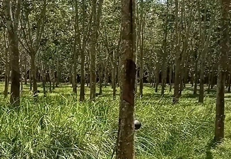 Tanah Getah @ Segamat