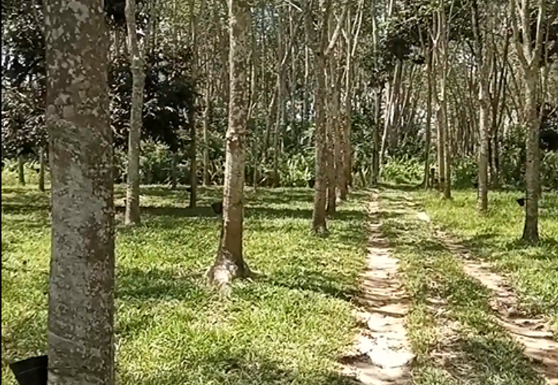 Tanah Getah @ Segamat