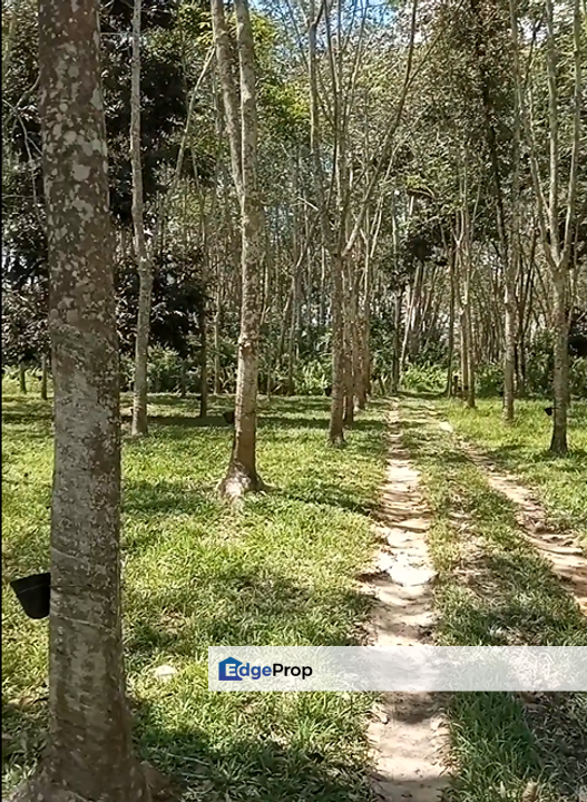 Segamat Rubber Plantation   , Johor, Segamat