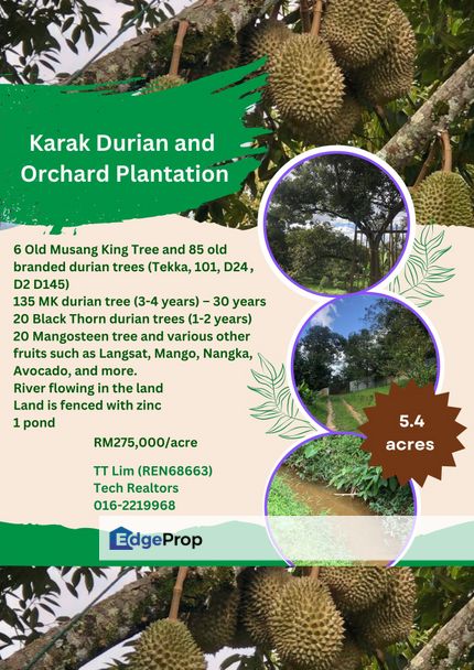 Karak Durian Plantation, Pahang, Karak