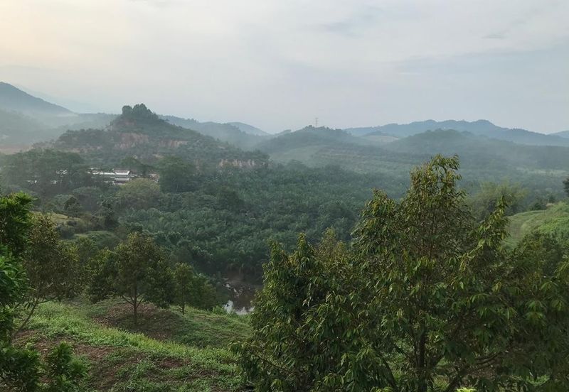 Kerling Durian Plantation