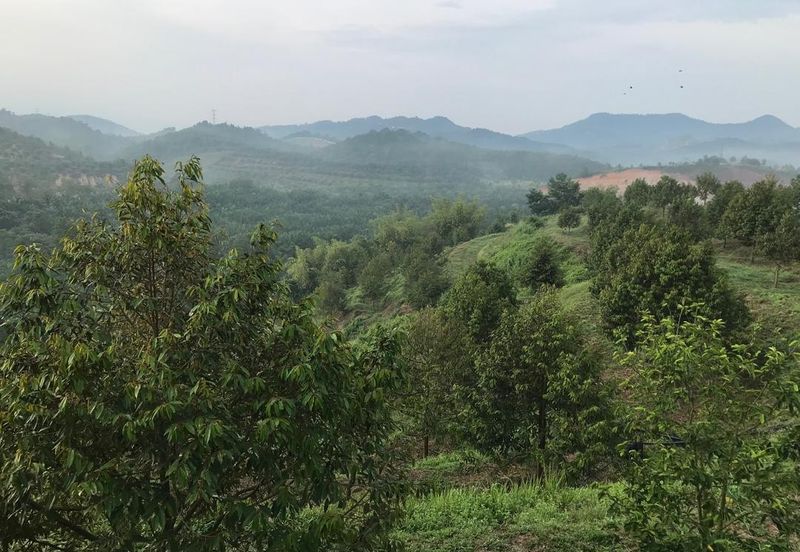 Kerling Durian Plantation