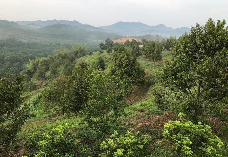 Kerling Durian Plantation