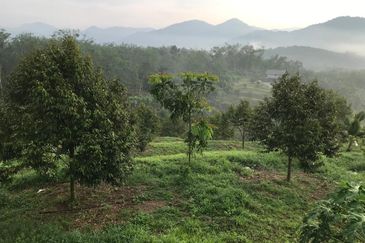 Kerling Durian Plantation