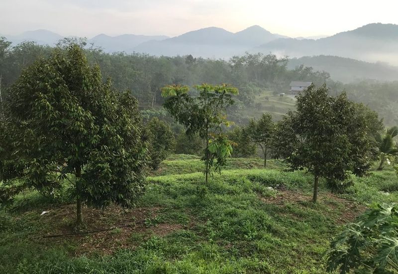 Kerling Durian Plantation