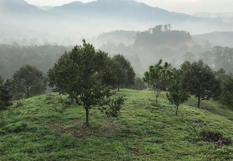 Kerling Durian Plantation