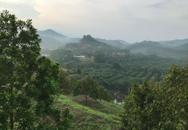 Kerling Durian Plantation