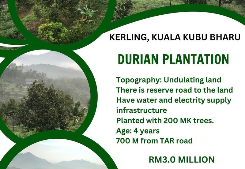 Kerling Durian Plantation