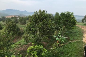 Kerling Durian Plantation