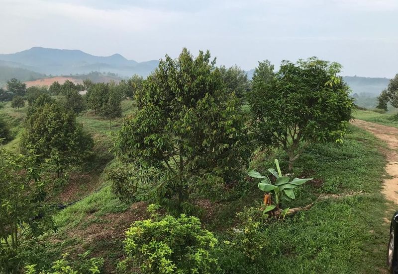 Kerling Durian Plantation
