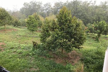Kerling Durian Plantation