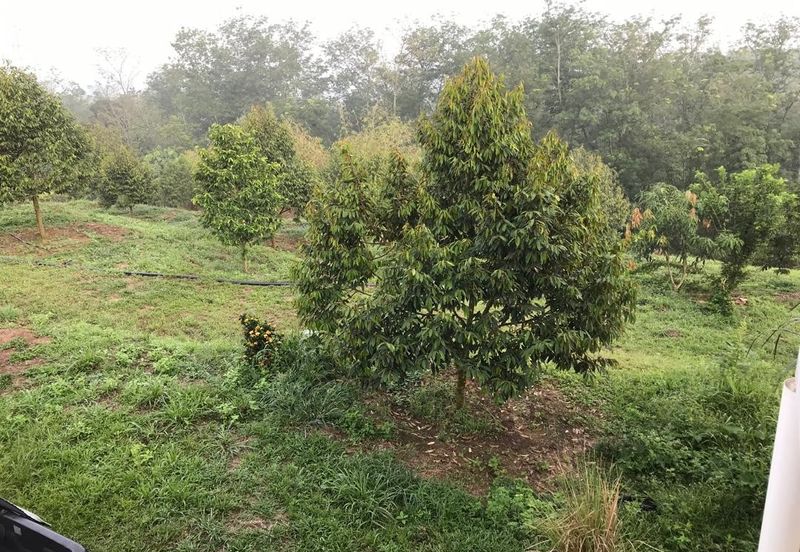 Kerling Durian Plantation