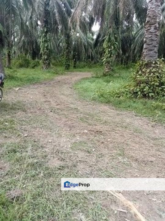 Langkap Oil Palm Land, Perak, Kampong Gajah