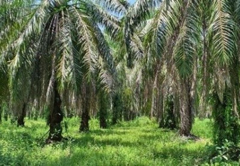 Langkap Agricultural Land