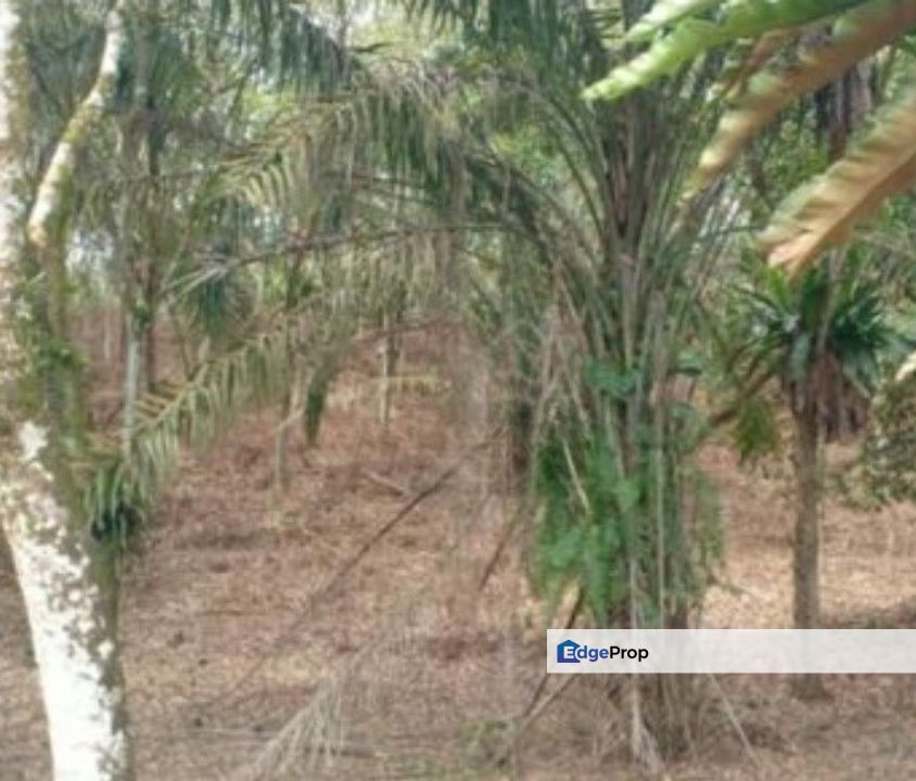 Batang Padang Chenderiang Vacant Land, Perak, Slim River