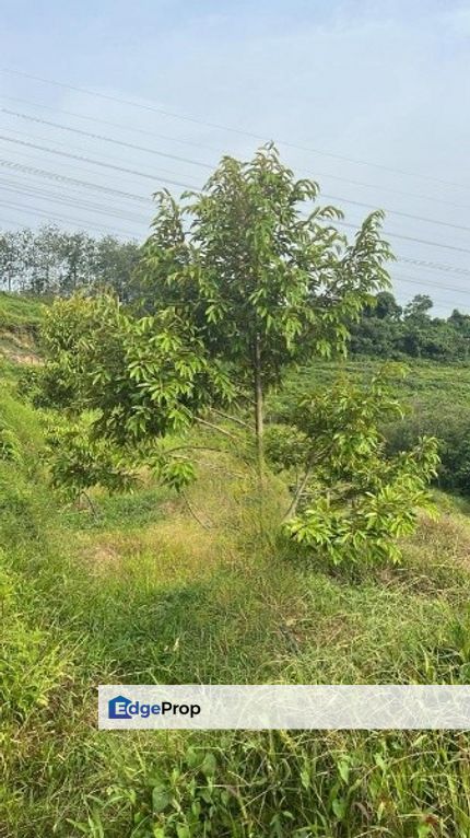 Mambau Durian Plantation, Negeri Sembilan, Seremban