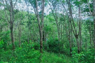 Kuala Pilah Vacant Agricultural Land