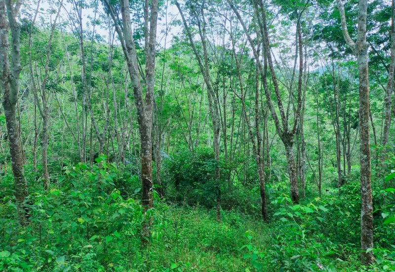 Kuala Pilah Vacant Agricultural Land
