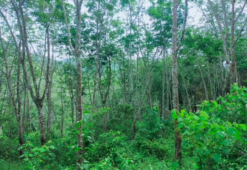 Kuala Pilah Vacant Agricultural Land