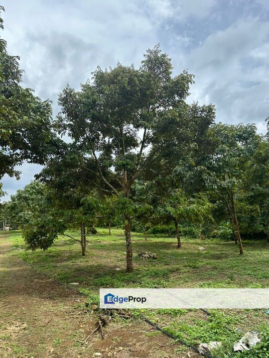 Durian Plantation @ Sungkai, Perak, Sungkai