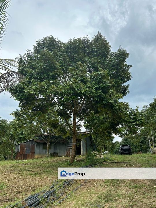 Durian Plantation @ Sungkai, Perak, Sungkai
