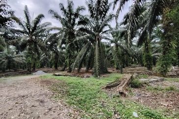 Taman Sri Pekan Nanas